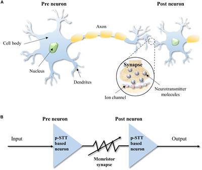 Double MgO-Based Perpendicular Magnetic Tunnel Junction for Artificial Neuron